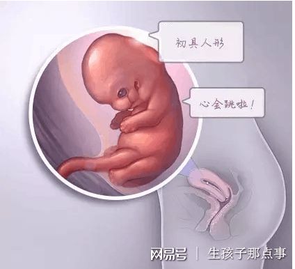 关于三代试管供卵代怀